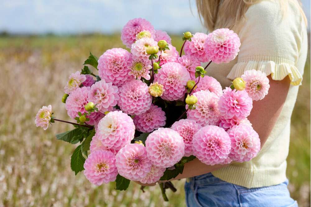 Dahlia 'Wizard of Oz'